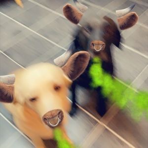 Meet your Posher, Robyn